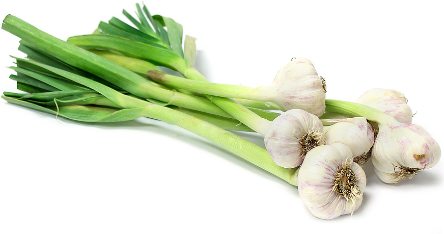 Green Spring Garlic Information and Facts