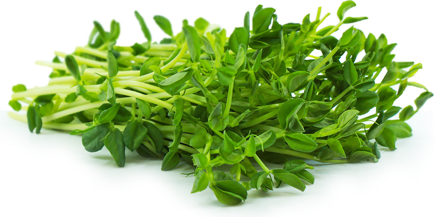 Organic Green Pea Shoots Information, Recipes and Facts