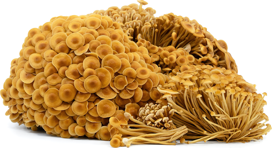 Golden Enoki Mushrooms picture