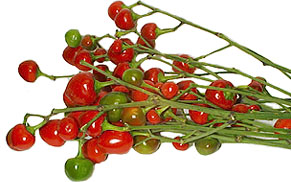 Vine Red Cherry Peppers picture