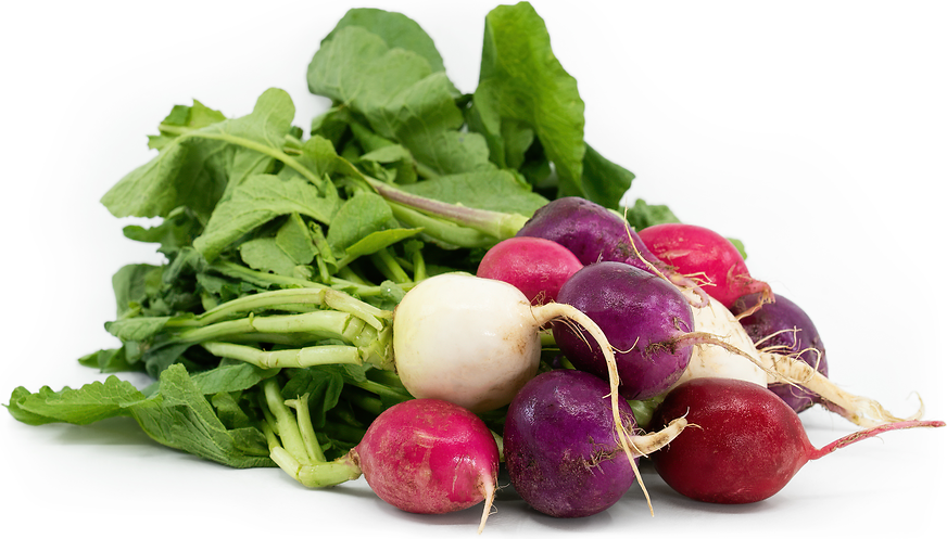 Easter Egg Radish: The Colorful, Crunchy Delight