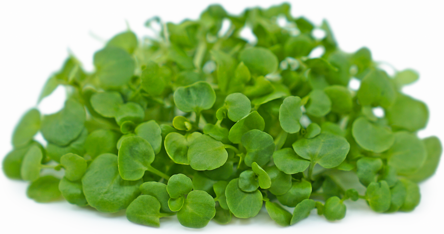 Micro Cress Water picture