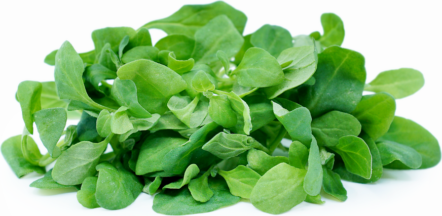 Petite® New Zealand Spinach picture