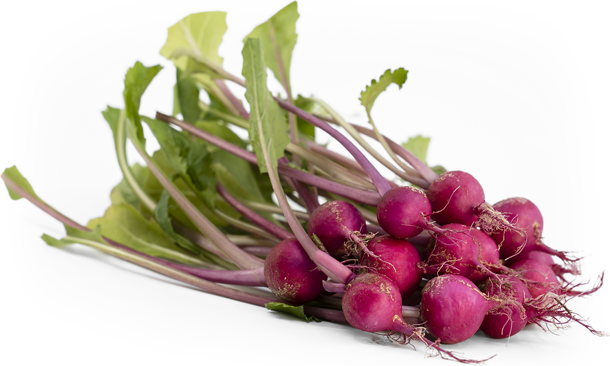 TinyVeggies™ Red Turnip picture