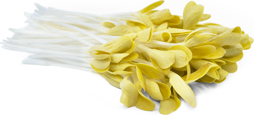 Gold Squash Shoots™ picture