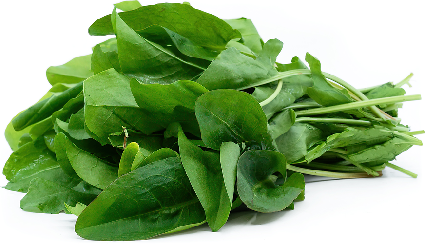 French Sorrel picture