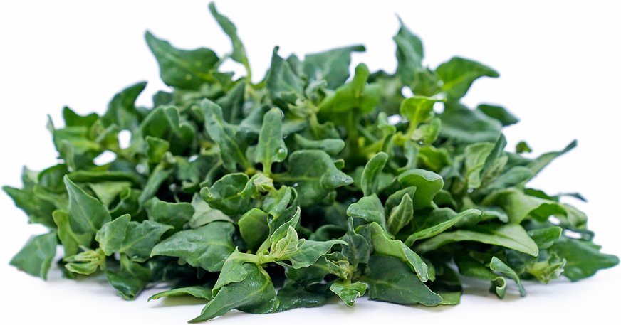 New Zealand Spinach Information And Facts   6784 