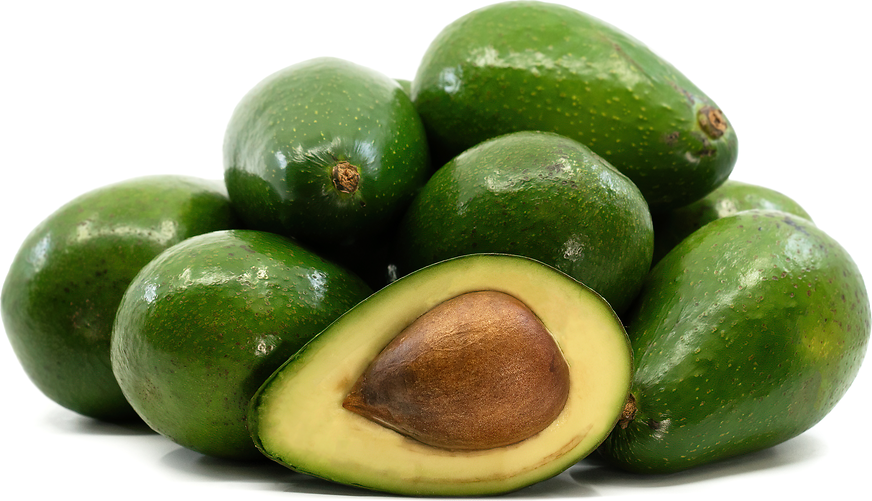 Zutano Avocados Information and Facts