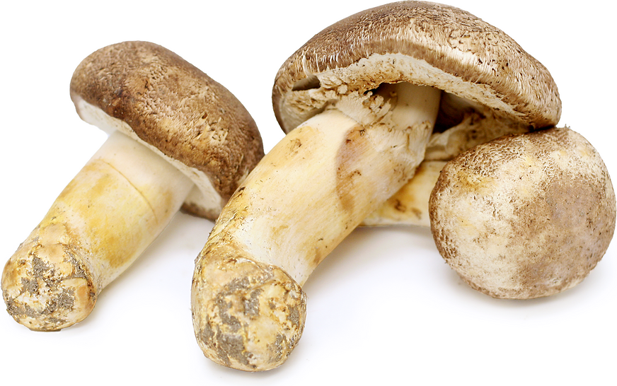 Blazei Mushrooms picture