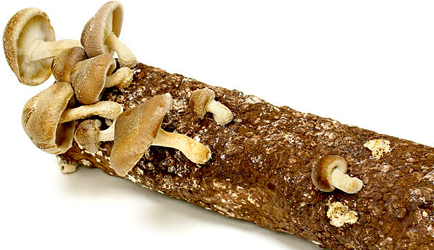 Shiitake Mushroom Log picture