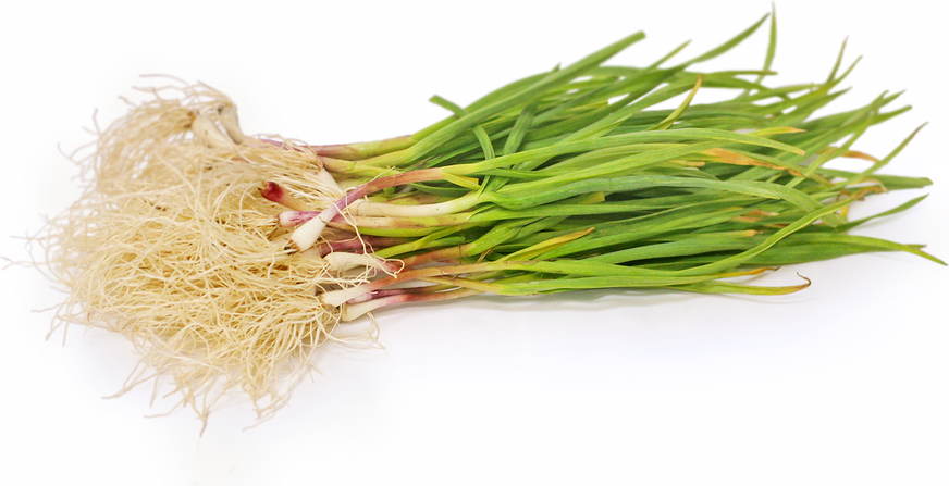 Baby Green Garlic picture