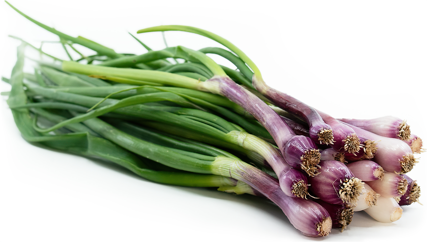 Purplette Onions picture