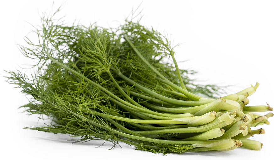 TinyVeggies™ Fennel picture