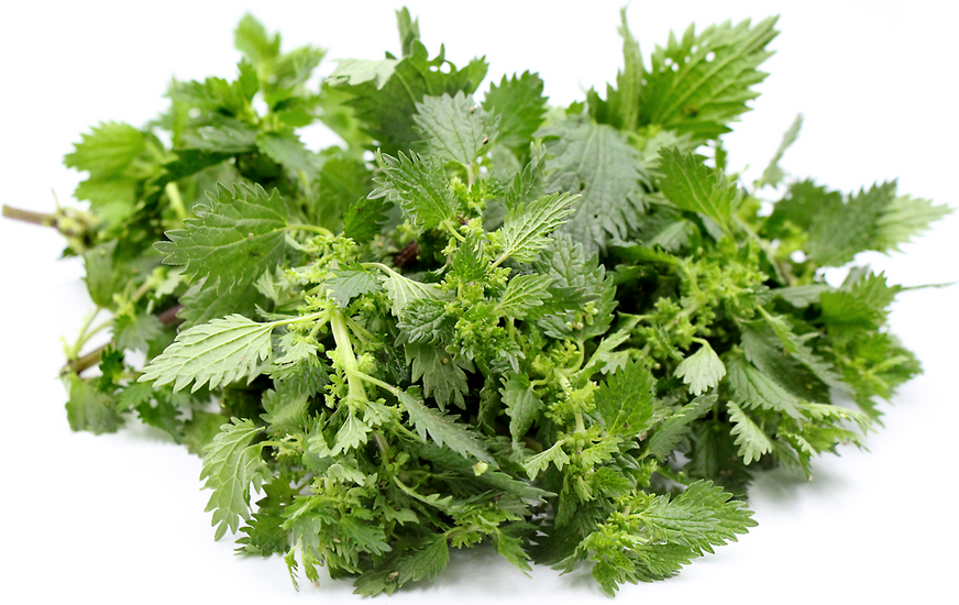 Stinging Nettles picture