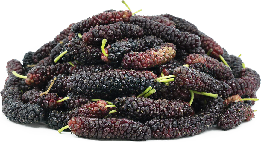 Pakistan Mulberries Information And Facts