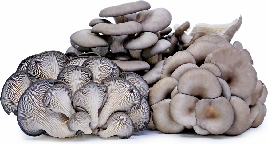 Oyster Mushrooms Information, Recipes and Facts