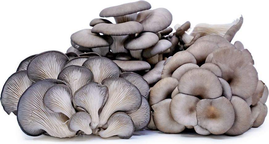 Oyster Mushrooms Information Recipes And Facts