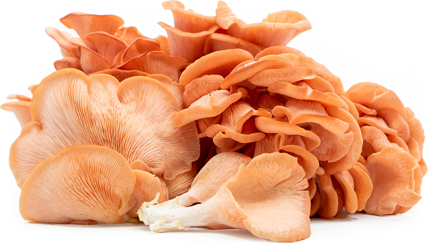 pink oyster mushroom