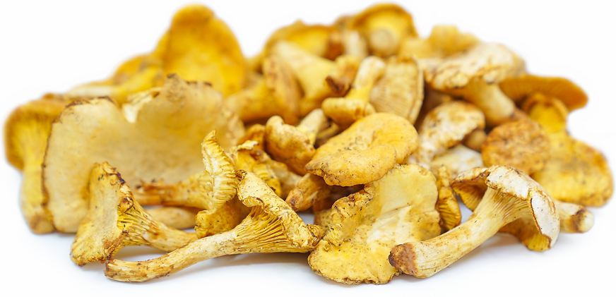 Chanterelle Mushrooms picture