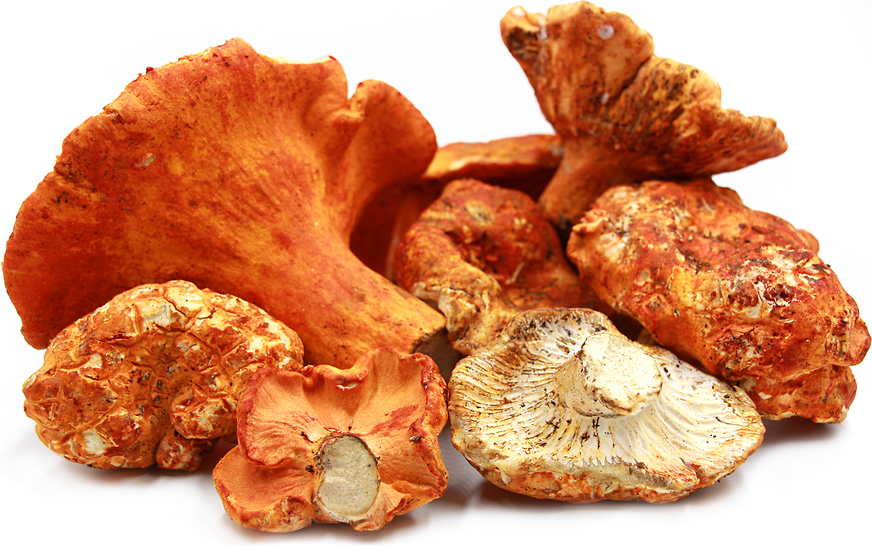 Lobster Mushrooms Information, Recipes and Facts