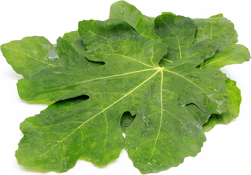 Fig Leaves picture
