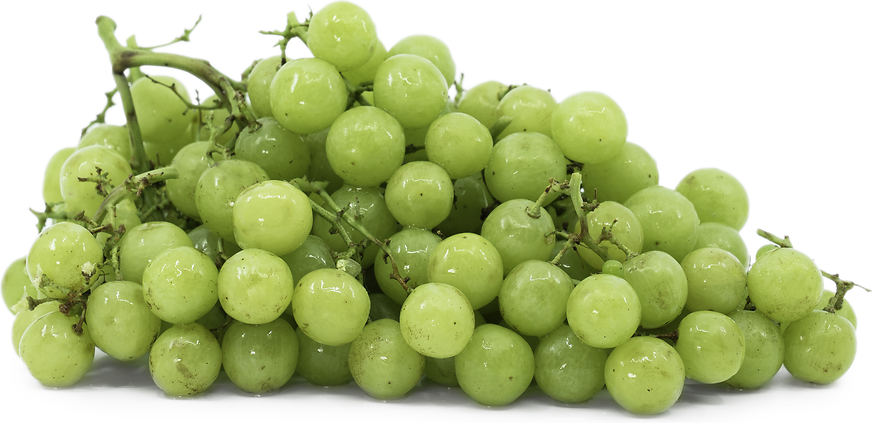 Green Muscat Grapes Information and Facts