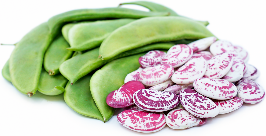 Christmas Lima Shelling Beans picture