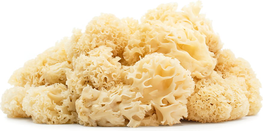 Cauliflower Mushrooms Information, Recipes and Facts