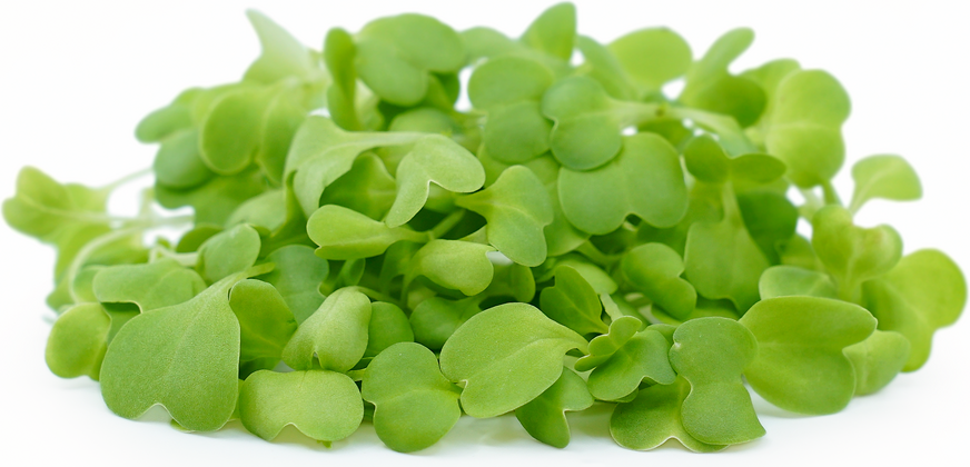 Micro Chinese Cabbage picture