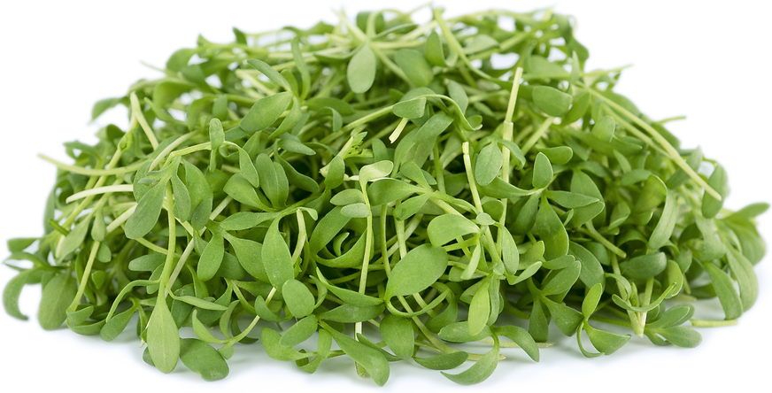 Micro Pepper Cress picture