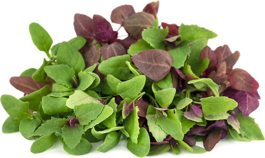 Petite® Spinach Mix™ picture