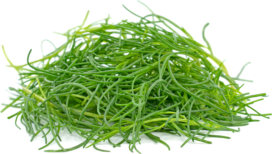 Petite® Sea Grass™ Information and Facts