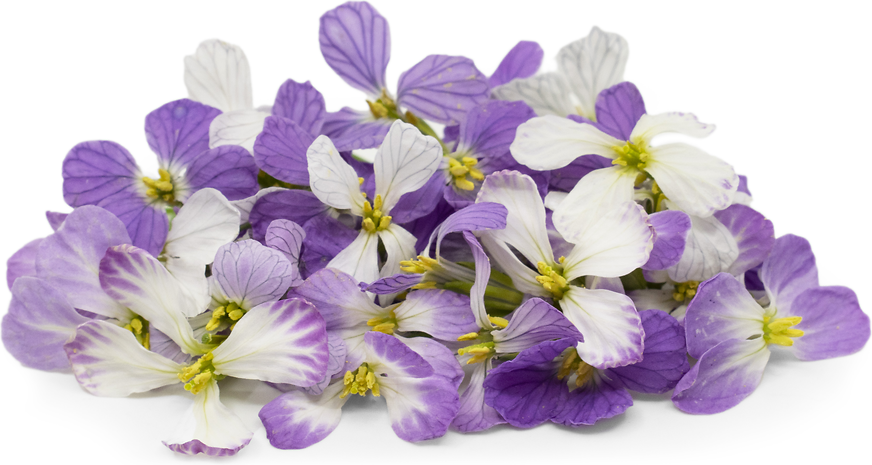 Radish Flowers Information and Facts