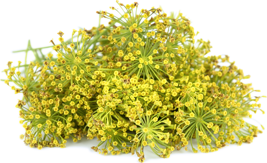 Dill Flowers picture