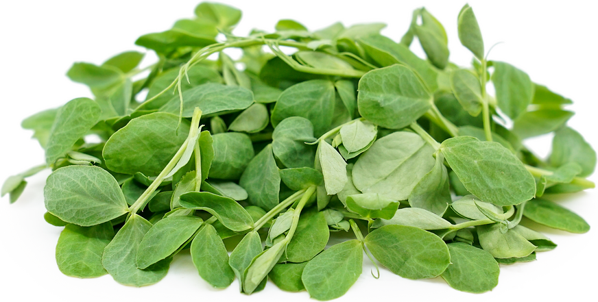 Micro Pea Greens picture