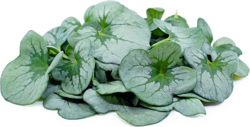 Silver Sorrel Leaf picture