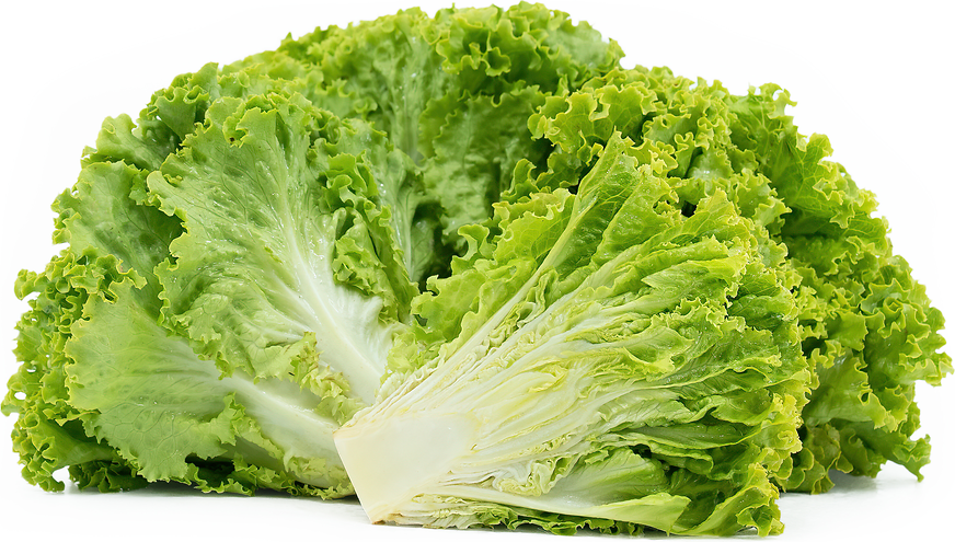 Green Leaf Lettuce Information, Recipes and Facts