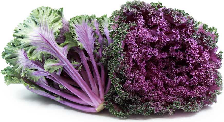 Kale Purple Information and Facts