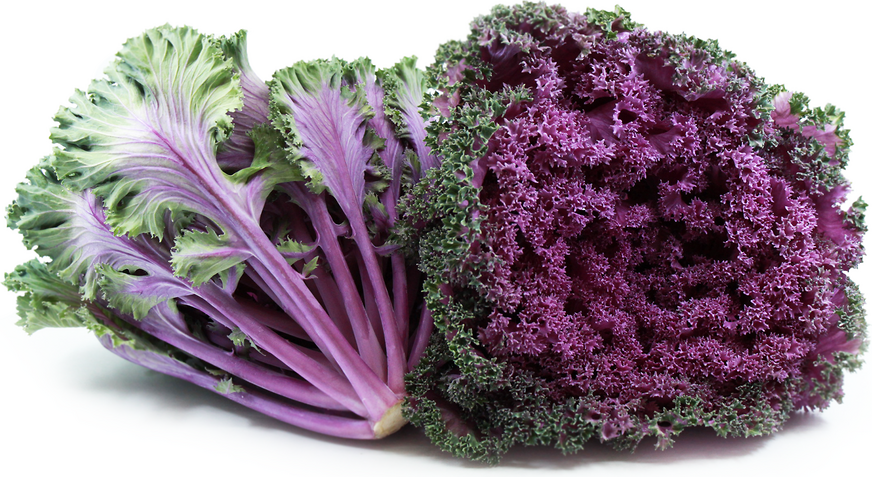 Kale Purple Information Recipes And Facts