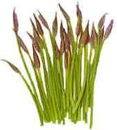 Garlic Chive Spears picture