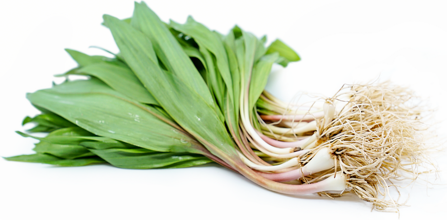 Ramps picture