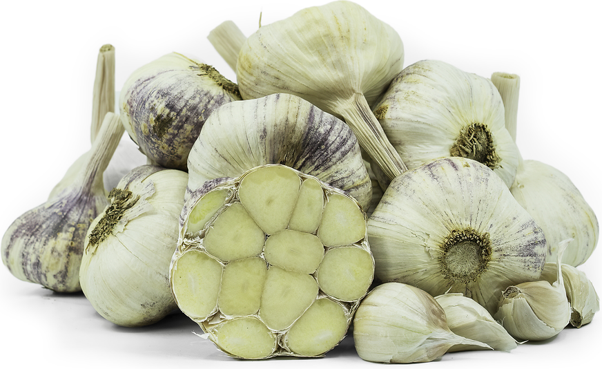 Italian Purple Garlic picture