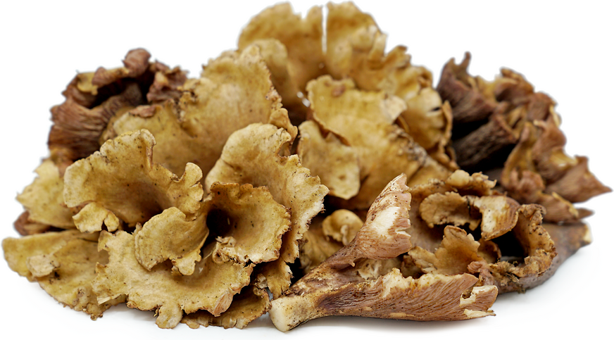 Pig's Ears (Violet Chanterelle) Mushroom picture
