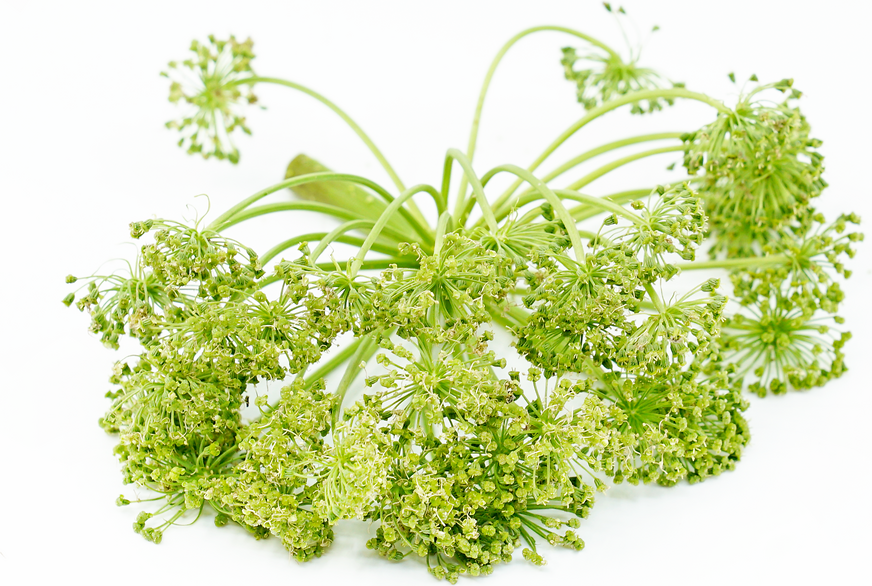 Angelica Flowers Information and Facts