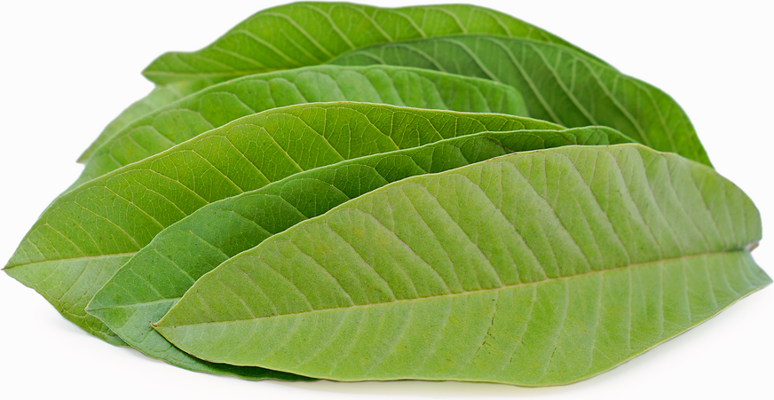 Guava Leaves picture