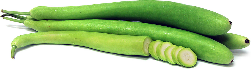 Cucuzza Squash picture