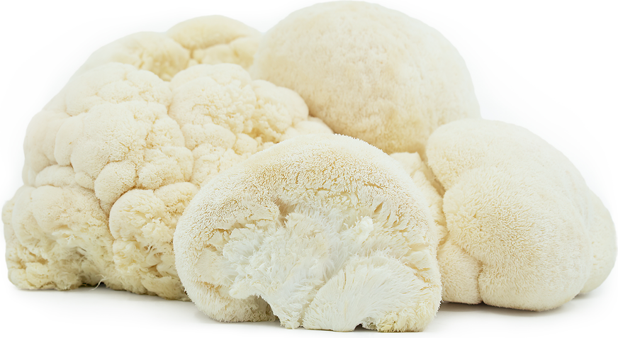 Lion's Mane Mushrooms picture