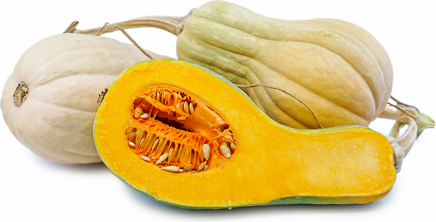 Violina Di Rugosa Butternut Squash picture