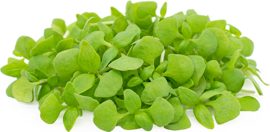 Micro Lemon Basil picture