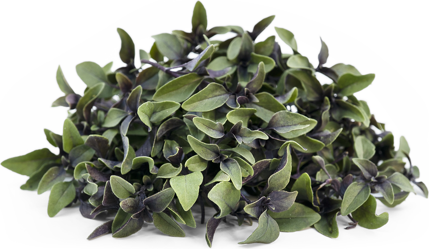 Petite® Midnight Basil picture